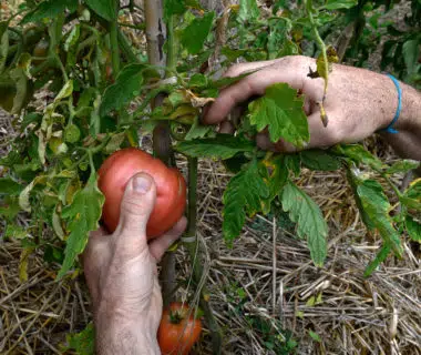 2. Les tomates