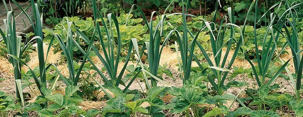 Pourquoi certaines plantes nuisent aux concombres ?