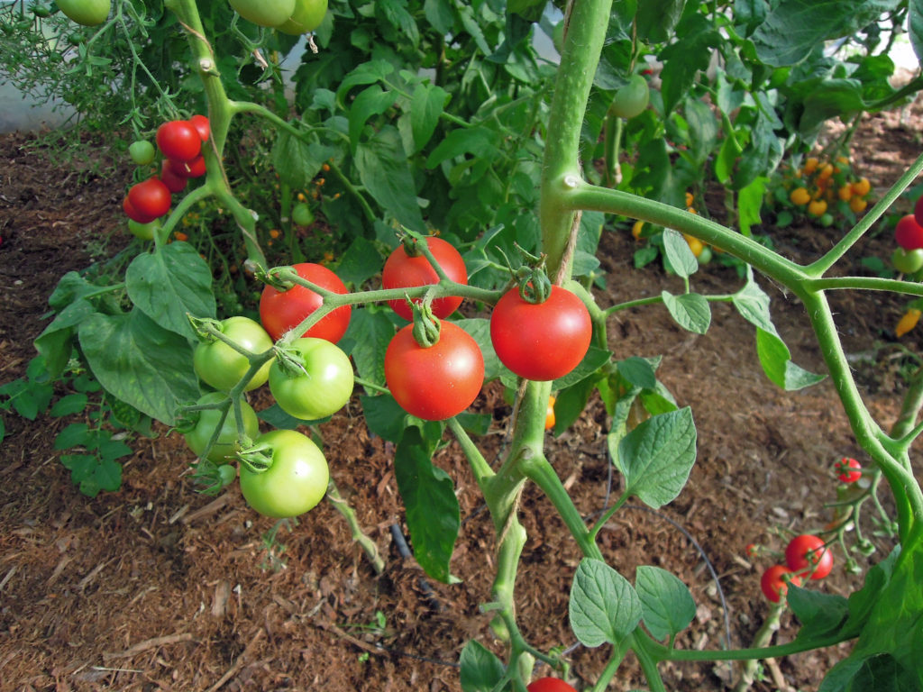 Comprendre la croissance des tomates