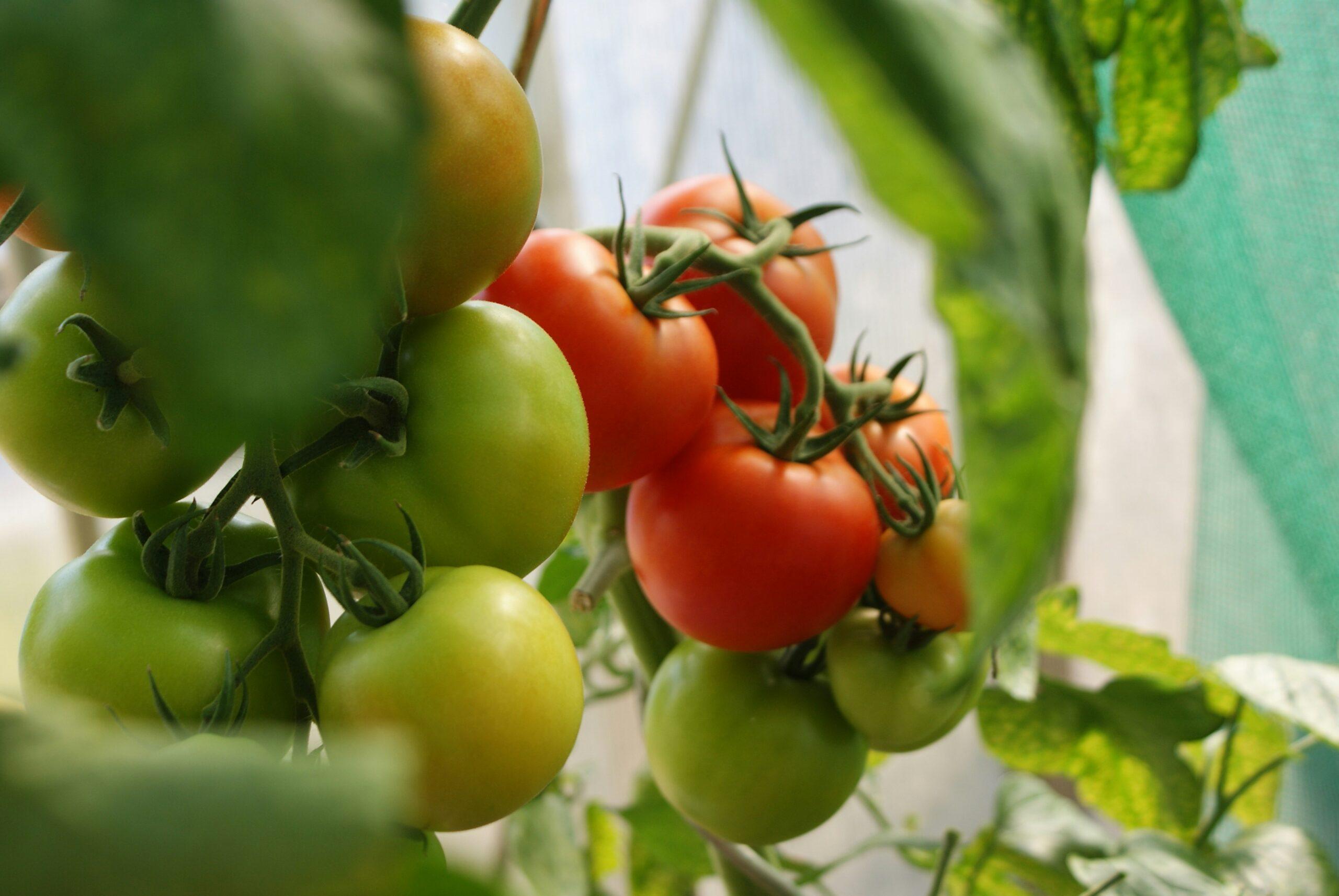 Les tomates déterminées : compactes et généreuses