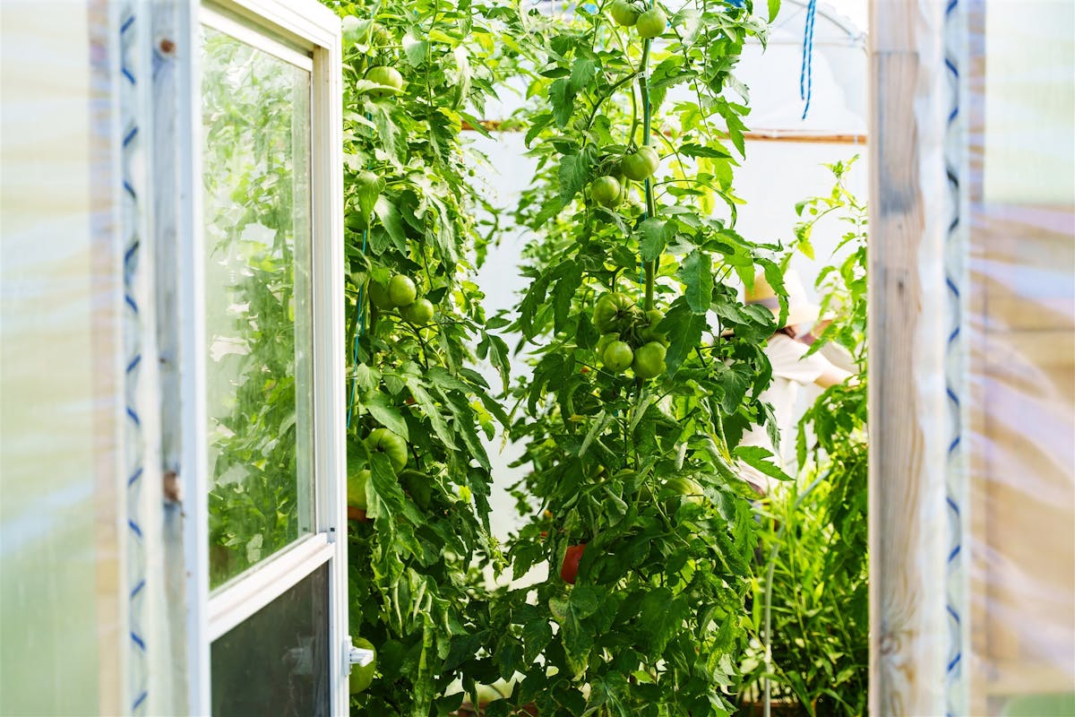 Les tomates indéterminées : grimpantes et productives