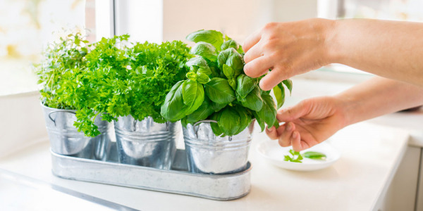 Le basilic : l’allié aromatique indispensable