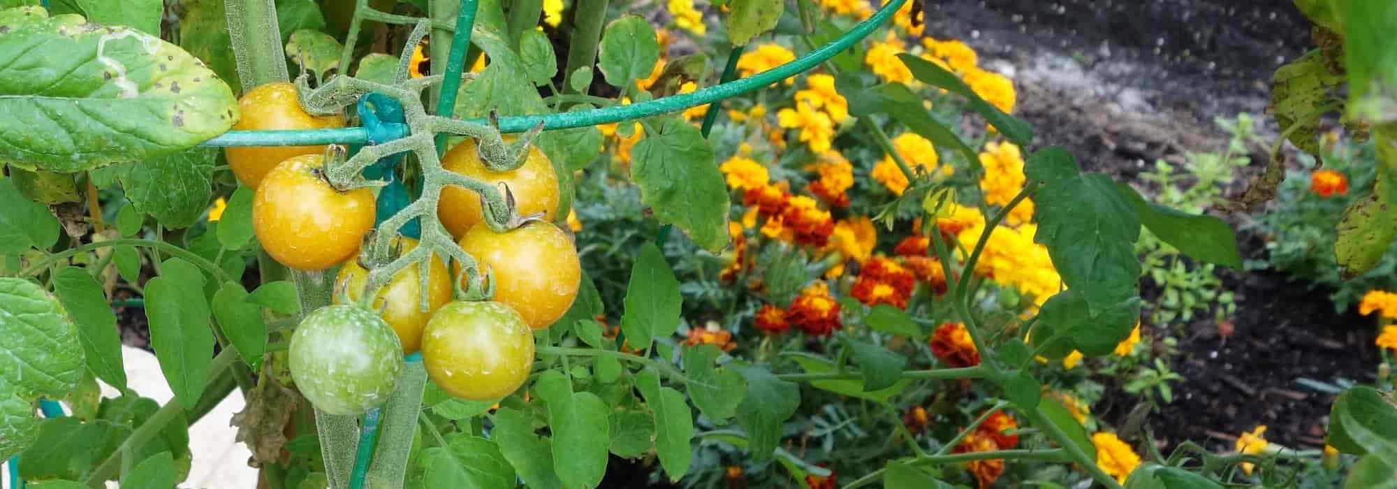 Pourquoi associer des plantes compagnes aux tomates ?