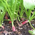 Pourquoi miser sur des légumes rapides au potager ?