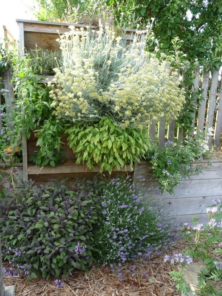 Pourquoi associer les herbes aromatiques au potager ?