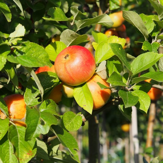 1. Le pommier ‘Reine des Reinettes’ sur porte-greffe M9
