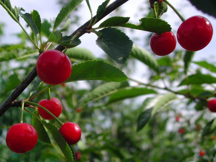 3. Le cerisier ‘Griotte du Nord’ sur Colt