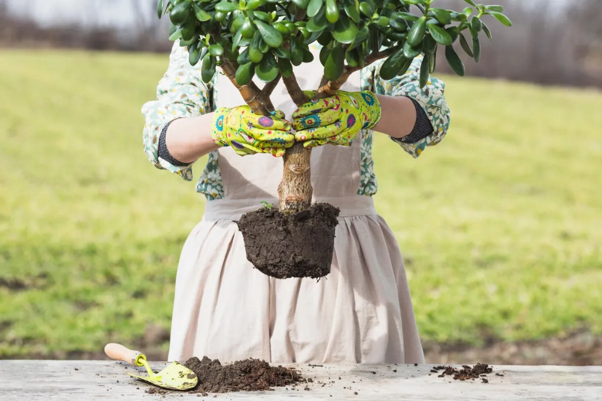 Pourquoi opter pour des arbres fruitiers à faible croissance ?