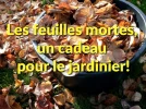 3. Le terreau de feuilles : un trésor forestier