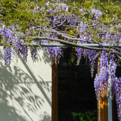 1. La glycine (Wisteria sinensis)