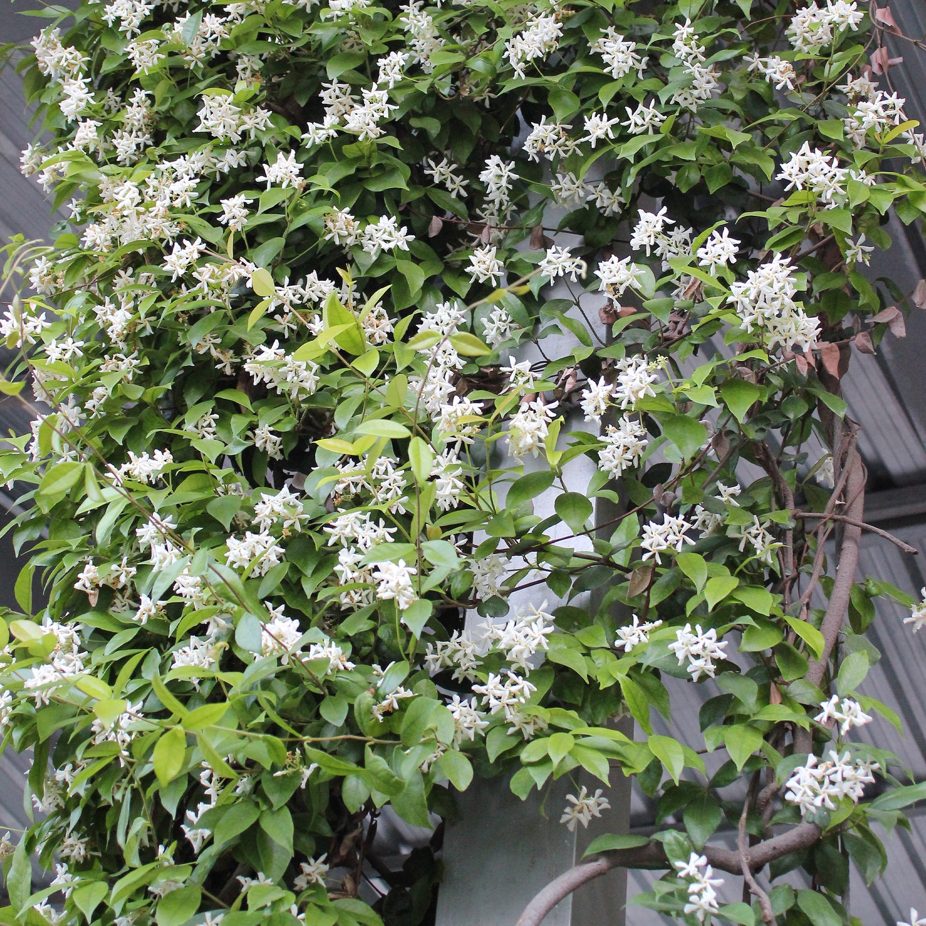 2. Le jasmin étoilé (Trachelospermum jasminoides)