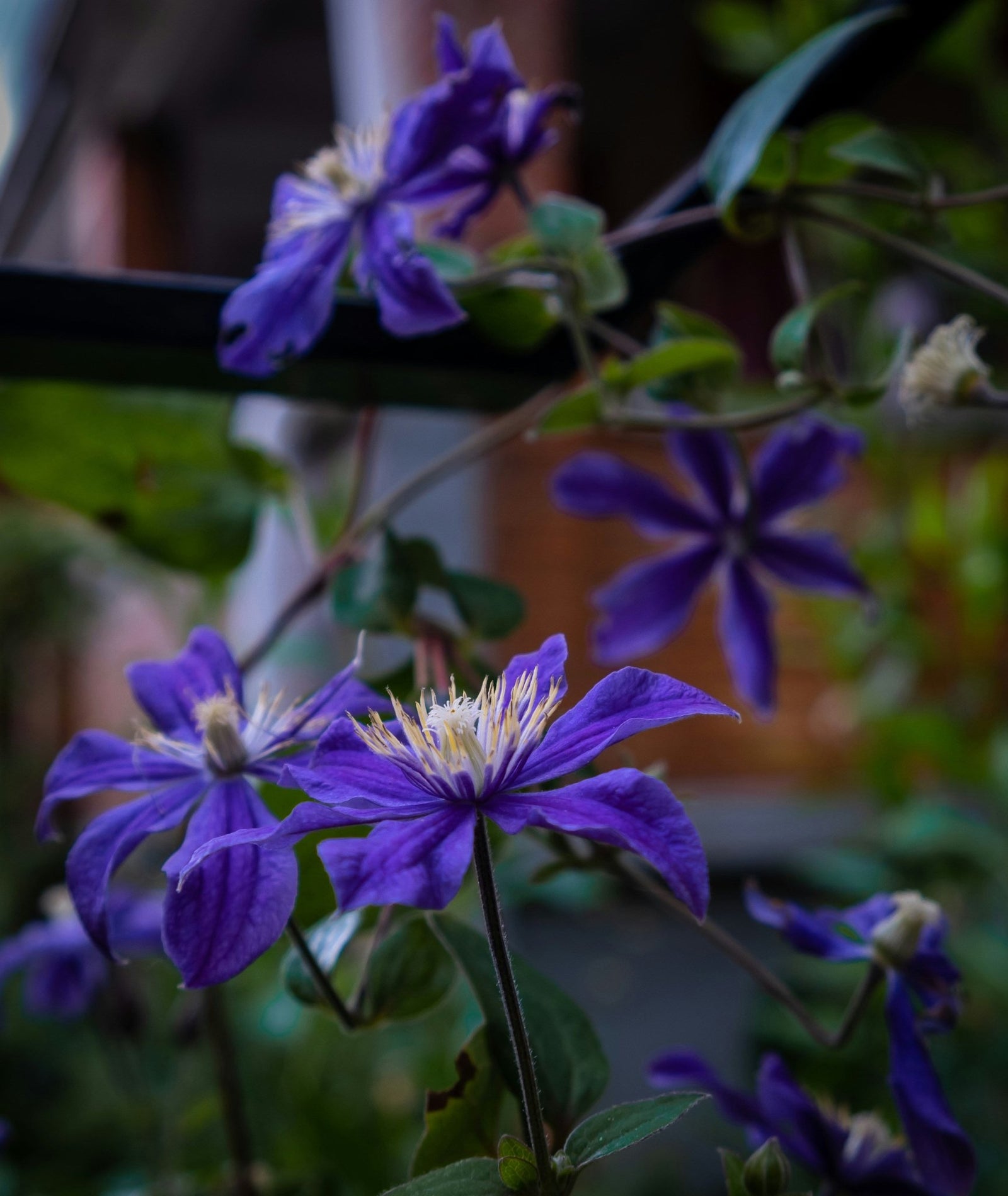 3. La clématite (Clematis)