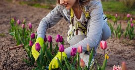 Pourquoi économiser l'eau au jardin est devenu essentiel