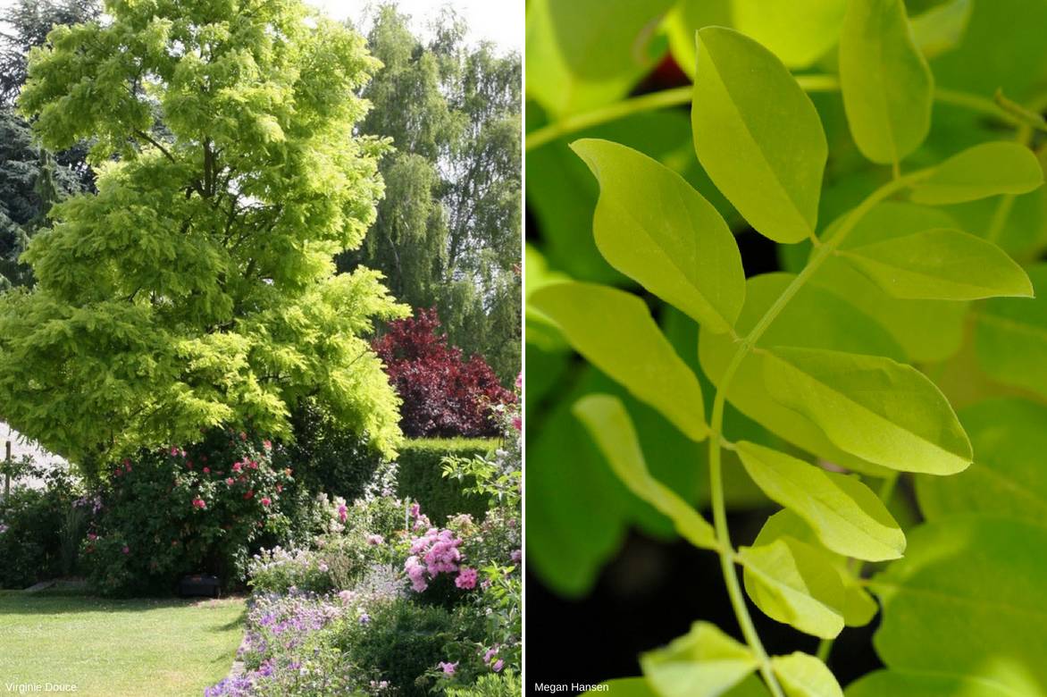 Comment reconnaître le robinier faux-acacia ?