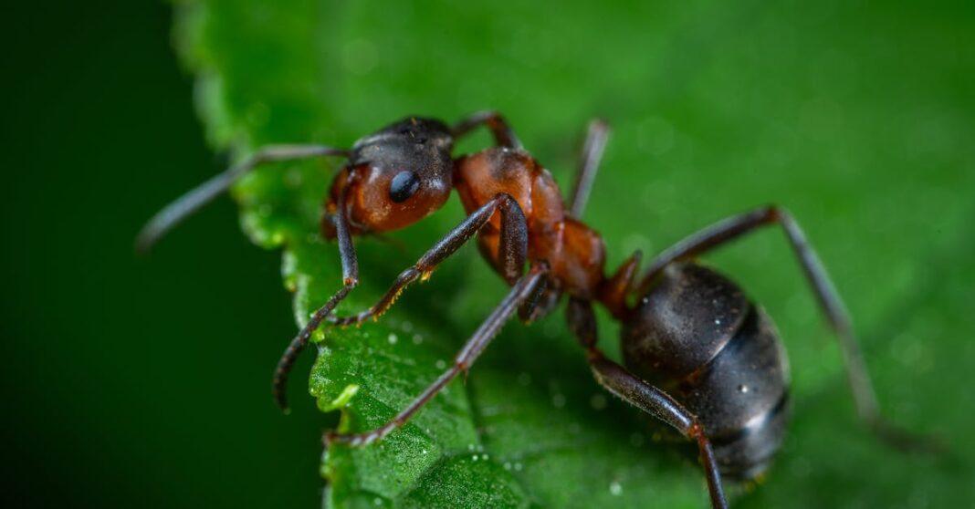 Des méthodes naturelles pour le contrôler