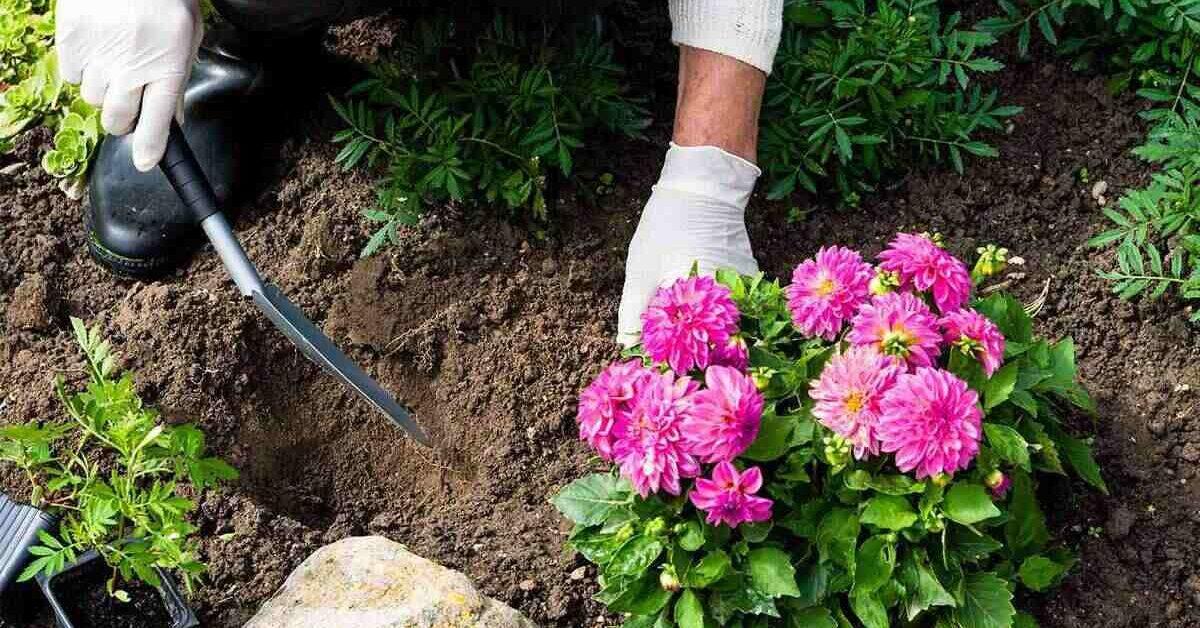Creer un couloir olfactif dans votre jardin