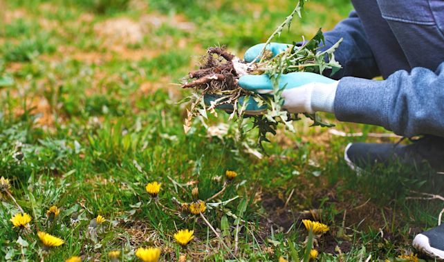 Gestion des Mauvaises Herbes et des Maladies du Gazon