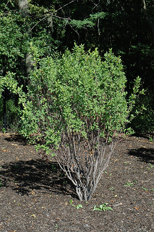 1. Amelanchier canadensis ‘Glennform’ (Rainbow Pillar)