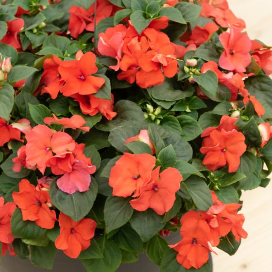 1. L’Impatiens (Impatiens walleriana) : la reine de l’ombre