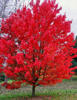 1. L’érable champêtre (Acer campestre) : le roi de la rustic