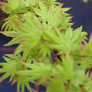 1. L'érable du Japon nain (Acer palmatum 'Dissectum Garnet')