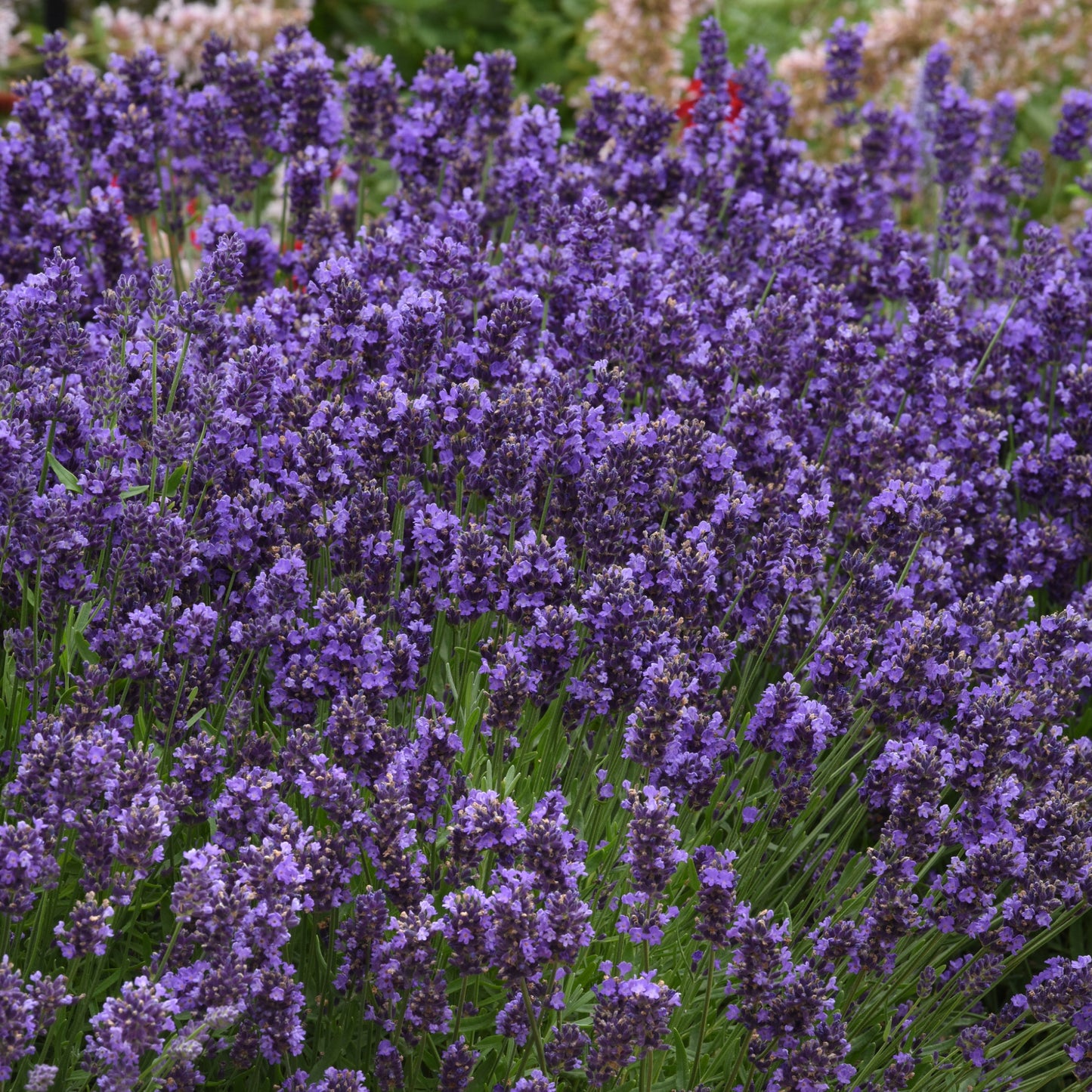 1. La lavande (Lavandula angustifolia) – Parfum et résistanc