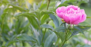 1. La pivoine (Paeonia) : une souche capricieuse