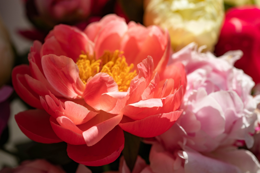 1. La pivoine : une reine qui a besoin d'espace
