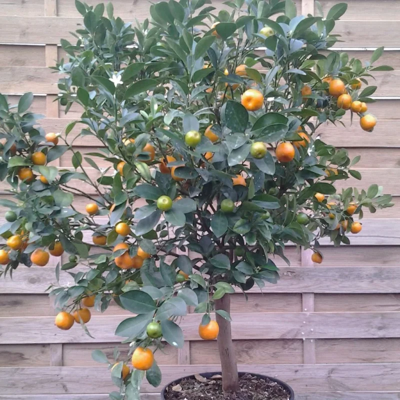 1. Le calamondin : le plus facile pour débuter