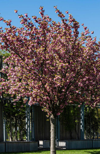 1. Le cerisier à fleurs (Prunus serrulata)