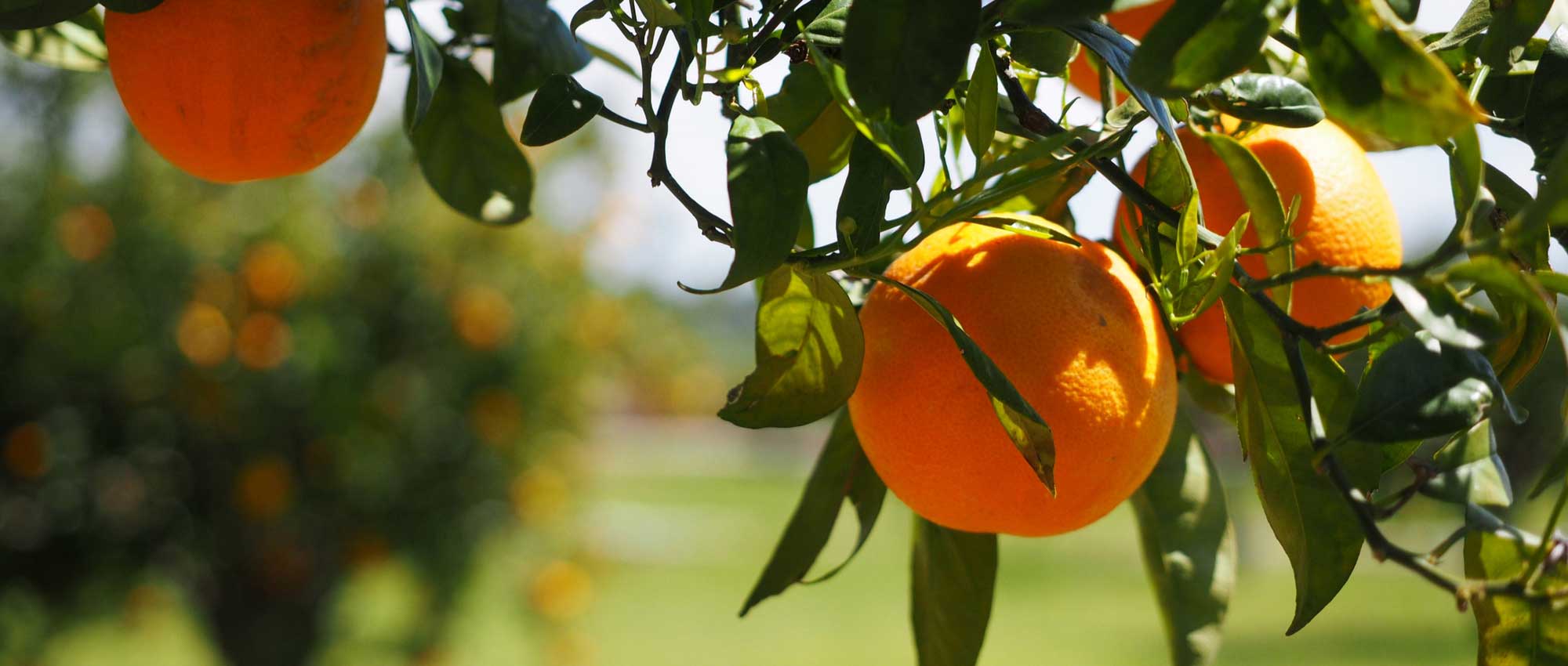 1. Le citronnier nain (Citrus limon ‘Meyer’) : le classique 