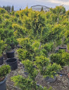 1. Le cyprès de Leyland (Cupressocyparis leylandii) : le cha