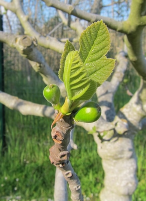 1. Le figuier (Ficus carica) : le roi du Midi et de l’intimi
