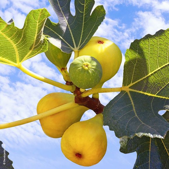 1. Le figuier (Ficus carica) : ombre généreuse et fruits suc