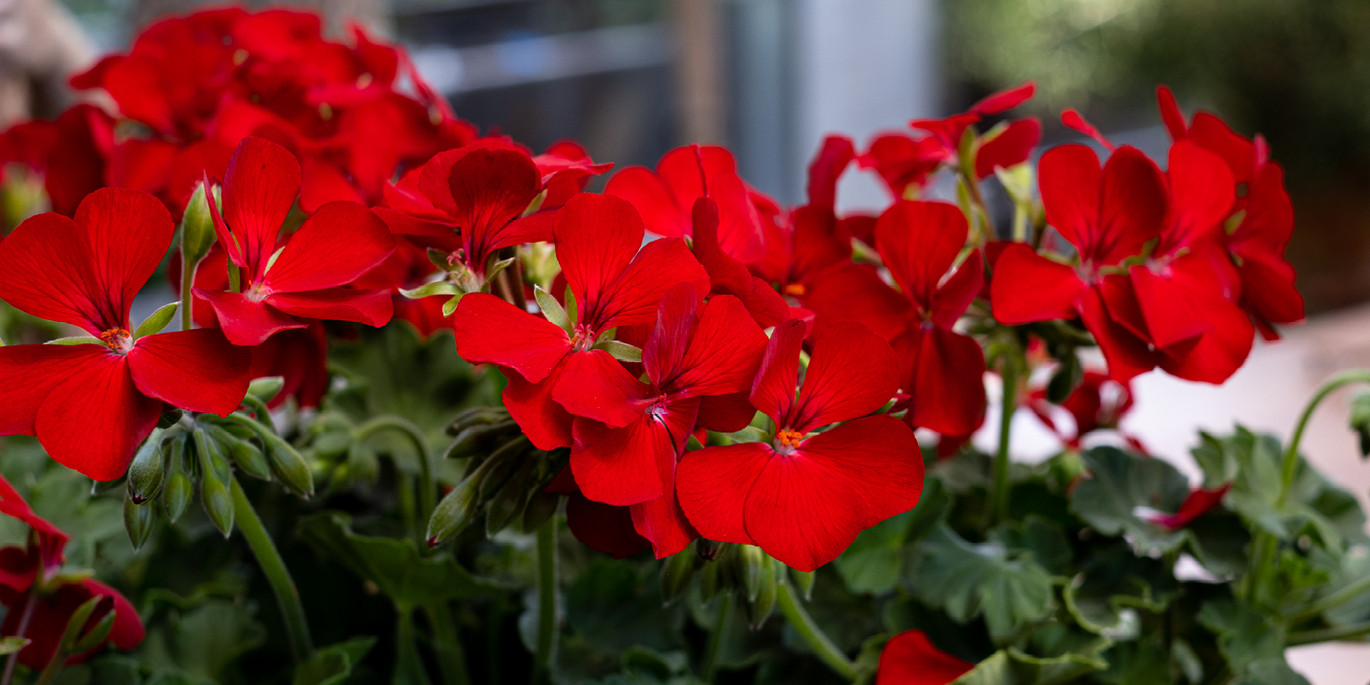 1. Le géranium (Pelargonium) : le champion de la résistance