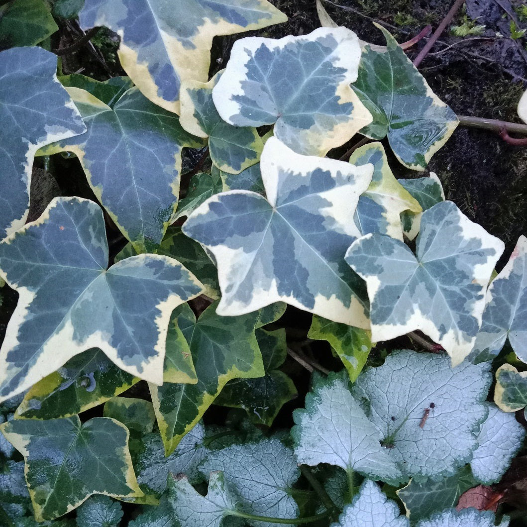 1. Le lierre panaché (Hedera helix) : l'indémodable des jard