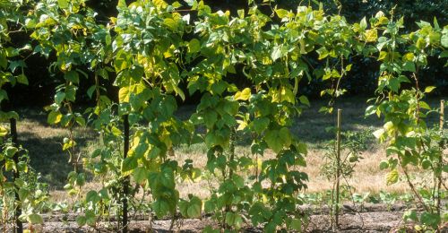1. Le maïs : un tuteur naturel pour les haricots à rames