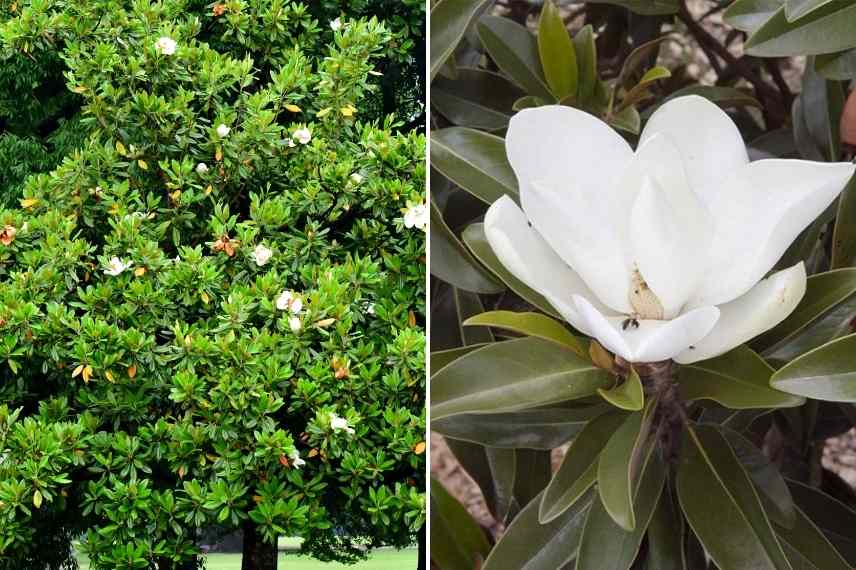 1. Le magnolia à grandes fleurs (Magnolia grandiflora) : une