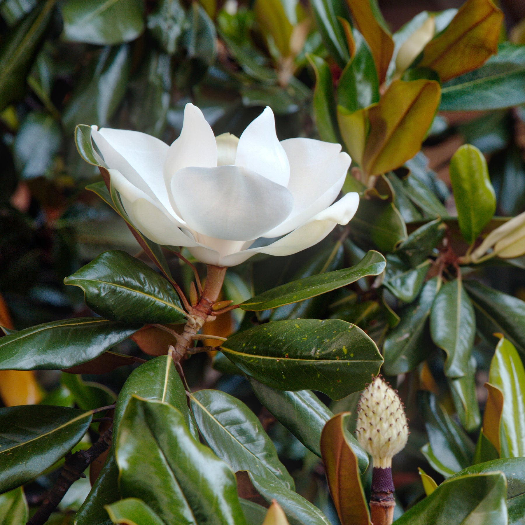 1. Le Magnolia grandiflora : l'élégance persistante