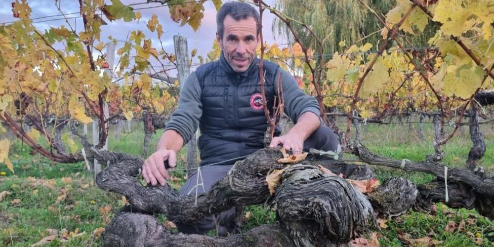 1. Le pêcher de vigne : un trésor du Sud-Ouest