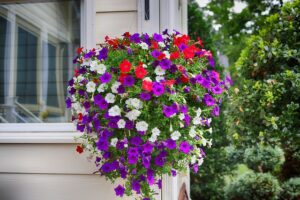 1. Le pétunia retombant (Petunia × hybrida) – Le classique g