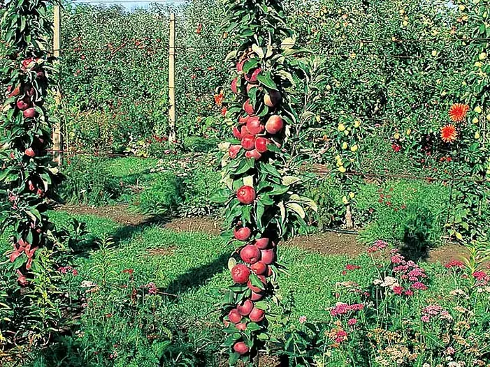 1. Le pommier colonnaire : le roi des petits espaces