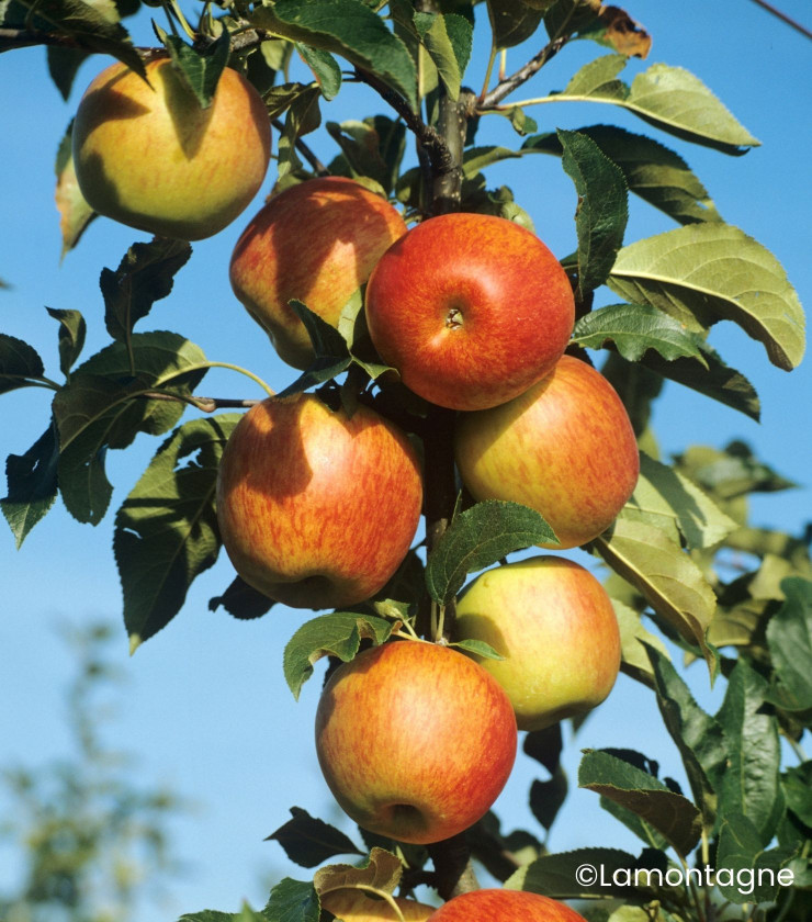 1. Le pommier 'Reine des Reinettes' : un classique économiqu