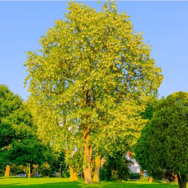 1. Le Robinier faux-acacia (Robinia pseudoacacia) : le faux 