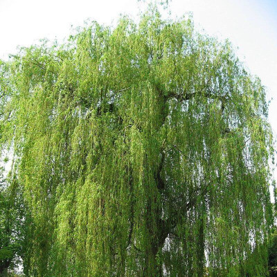 1. Le saule pleureur (Salix babylonica) : un géant aux racin