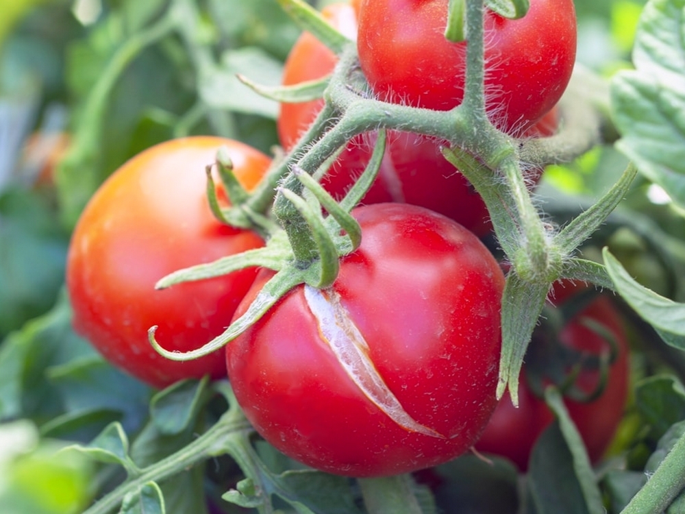 1. Les tomates : le classique incontournable