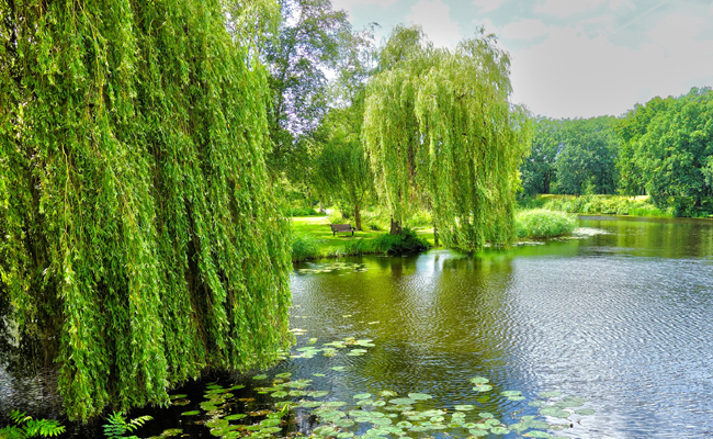 1. Saule pleureur (Salix babylonica) : le classique romantiq
