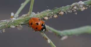 1. Un traitement anti-pucerons et cochenilles doux mais effi