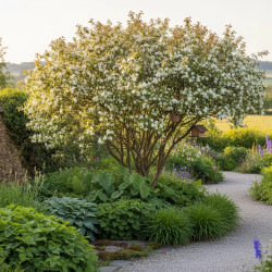 2. Amelanchier spicata (Amelanchier nain)