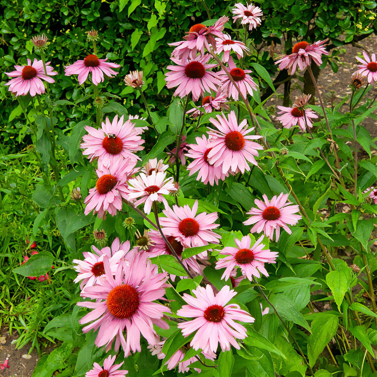 2. Echinacée (Echinacea purpurea) – La robustesse américaine